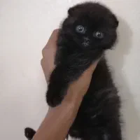 گربه اسکاتیش فولد