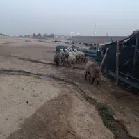 بره و میش و بی شیری|حیوانات مزرعه|اندیمشک, |دیوار