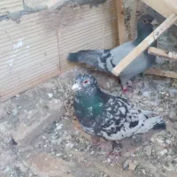 زدوخوردی چندتاطوقی وزاغ دمسفیدوسار وسبز