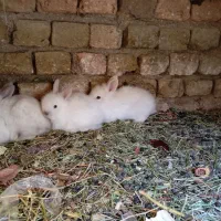 بچه خرگوش نژاد دار