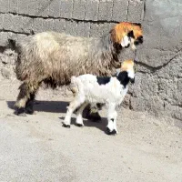 3 راس میش گلچین بختیاری