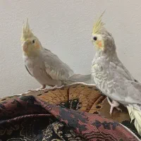 فروش جوجه عروس دونه خور و سرلاکی