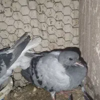 کفتر خرقه و واز و خرگوش