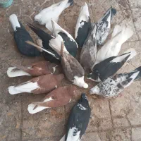 کبوتر رنگی|پرنده|خرمشهر, |دیوار