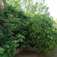 ۵۰۰ متر  ویلا ۸۰ متر بنا دوبلکس خین عرب  (بهار)|فروش خانه و ویلا|مشهد, بهار|دیوار