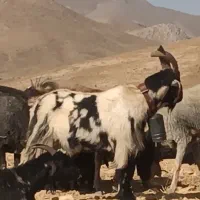 نربز|حیوانات مزرعه|خرقان, |دیوار