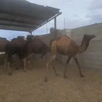 شتر بلوون چاق برای کشتار و نگهداری