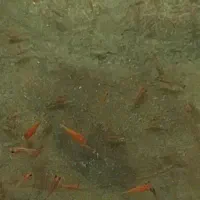 ماهی از یه بند تا چهار بند از قرمز و کالر و...