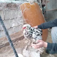 برهما اصل بلک متلد