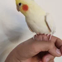 عروس هلندی لوتینو ماده|پرنده|رضوانشهر, |دیوار