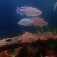 ماهی و گیاه|ماهی|لاهیجان, لیالستان|دیوار