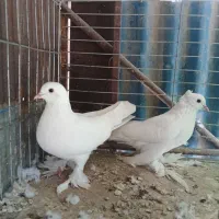 یک جفت سفیدودوکت نر|پرنده|میناب, |دیوار