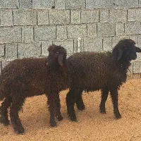 دو عدد بره نروماده