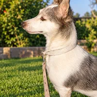 سگ باردار، نژاد ترکیبی pariah x Rat Terrier