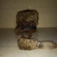 کلاه روسی اورجینال|لباس|ری, دولتآباد|دیوار