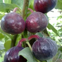 نهالستان ارقام متنوع میوه و گردو های پربار پالیز|خدمات باغبانی و درختکاری|ایوان, |دیوار