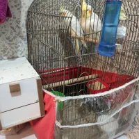 جفت لوتینو جوان با 4عدد جوجه تضمینی|پرنده|مشهد, کارمندان دوم|دیوار