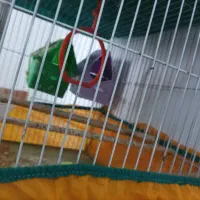 سه عدد مرغ عشق  نر وماده با اکنت فری فایر طاق ازنم|پرنده|مسجد سلیمان, |دیوار