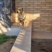 واگذاری سگ پیتبول ماده|سگ|یزد, |دیوار