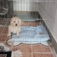 سگ مینیاتوری پودل مالتیز|سگ|فردوسیه, |دیوار