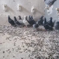 ۳۰تا پلاکی دونه ۱۵۰|پرنده|شیراز, دشت چنار|دیوار