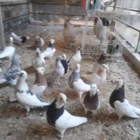 فروش کبوتر در بهبهان