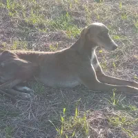 سگ تازی اصیل شکار بلد|سگ|گرگان, |دیوار