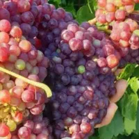 نهال انگور|گل و گیاه طبیعی|ارومیه, |دیوار