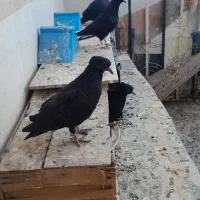 تعدادی مجسمه