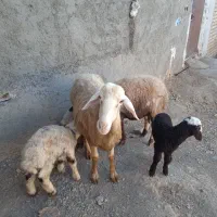 گوسفند میش و بره|حیوانات مزرعه|ملایر, |دیوار