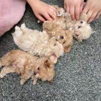 توله های مینی ۲-۳ماهه