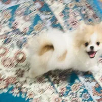 بچه پامر عروسکی ۶ماه نر ریز پوزش اندازه بند انگشت