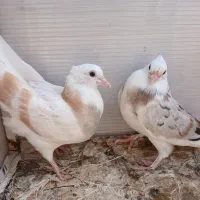 جوجه هما و سرور