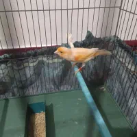 قناری نروماده موزاییکی آماده جفت