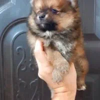 پامرانین دوسر خرسی