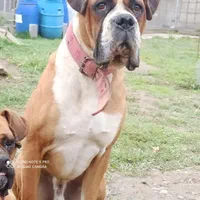 مولد خوب .ونگهبان