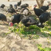 پرورش بوقلمون نژاد برنز انگلیسی ارگانیک نر و ماده