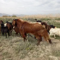 بز گیسه پازن