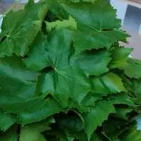 برگ موتازه هرروزه