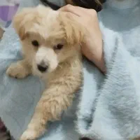 پامر اشپیتز|سگ|تهران, نعمت‌آباد|دیوار