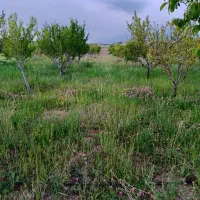باغ مثمر دوازده ساله دیوارکشی شده