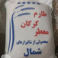 برنج چمپا،شمالی،فجر و حبوبات محلی