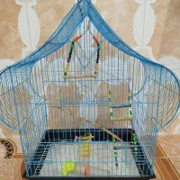 قفس عروس هلندی