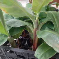 نهال موز کاوندیش(بسته ۵ عددی)|گل و گیاه طبیعی|اصفهان, جوزدان الیادران|دیوار