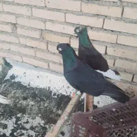 تعداد تقریبا ۴۰عددرنگی کبوتر دارم دوری سفت سفت