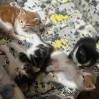 واگذاری بچه گربه دوماه رایگان|گربه|یزد, |دیوار