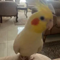 عروس هلندی گمشده پیروزی|حیوانات|تهران, دژکام|دیوار