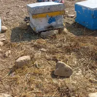 فروش  زنبور عسل
