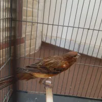 جونه ماده|پرنده|بروجرد, |دیوار