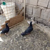 کفتر|پرنده|شیراز, میانرود|دیوار